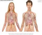 Vücut organlarının